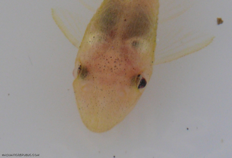 Otocinclus macrospilus