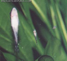 Otocinclus sp. (1)