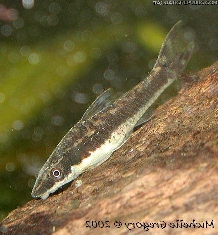 Otocinclus vestitus