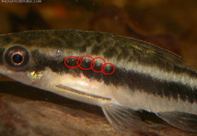 Otocinclus vittatus Otocinclus vittatus