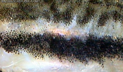 Otocinclus vittatus Otocinclus vittatus