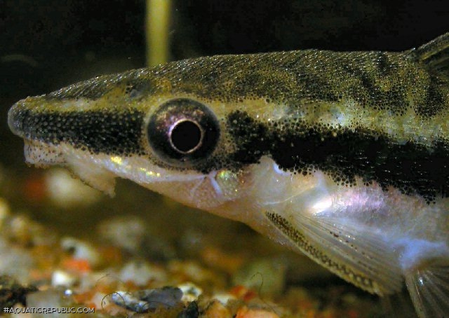 Otocinclus vittatus Otocinclus vittatus