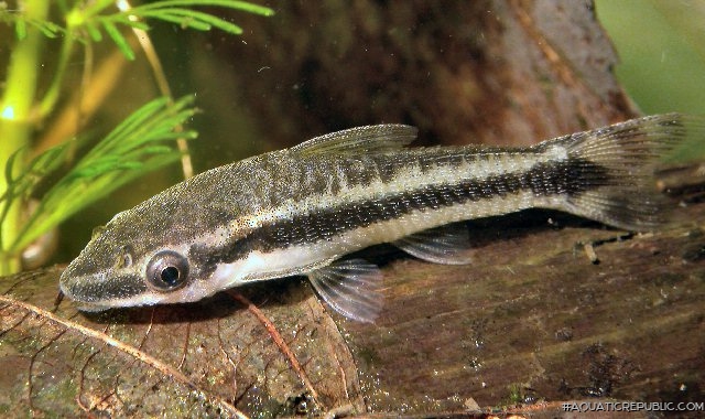 Otocinclus vittatus Otocinclus vittatus