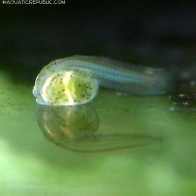 Otocinclus vittatus Otocinclus vittatus
