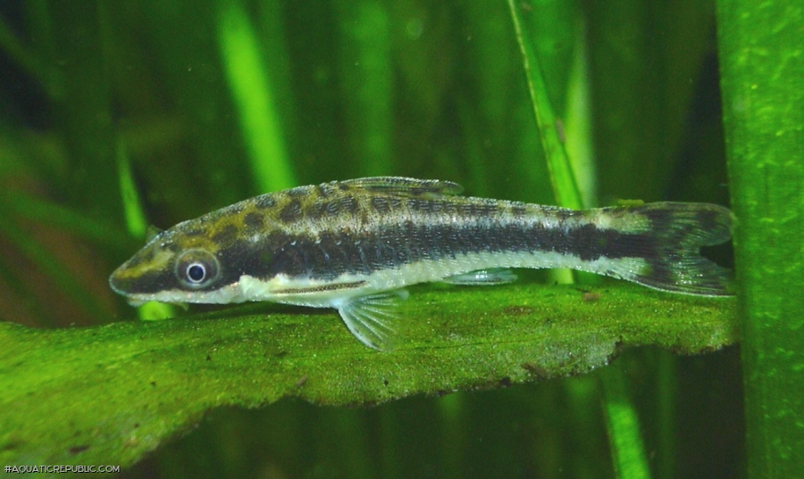 Otocinclus vittatus Otocinclus vittatus