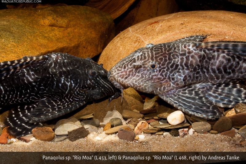 Panaqolus sp. (L453)