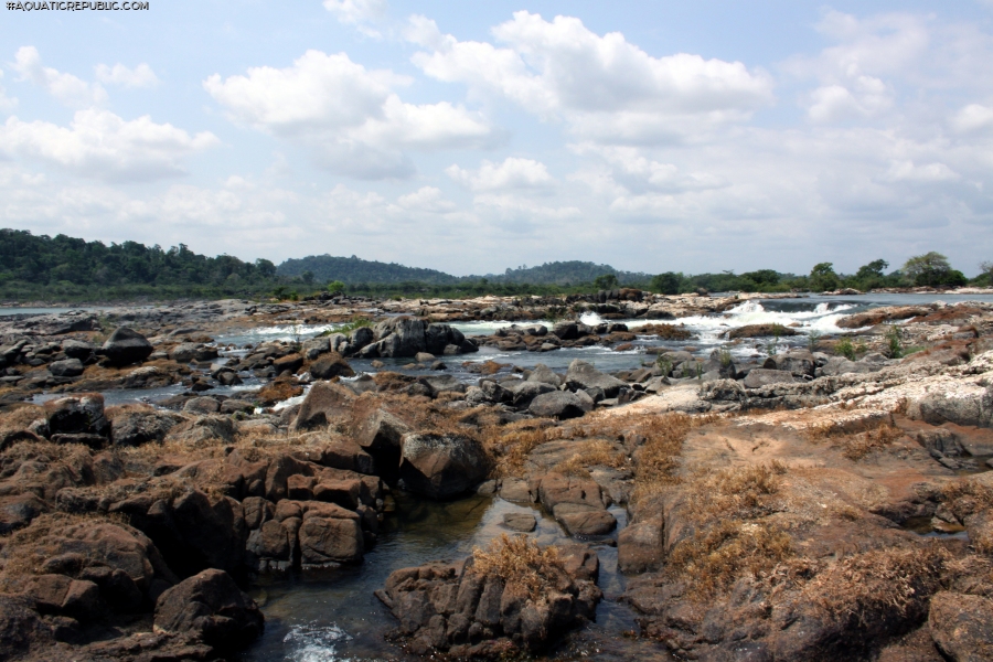 Parancistrus nudiventris