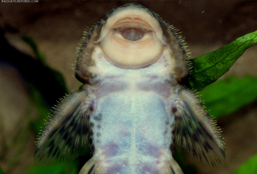 Pareiorhaphis bahiana