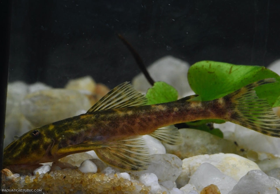 Pareiorhaphis lophia