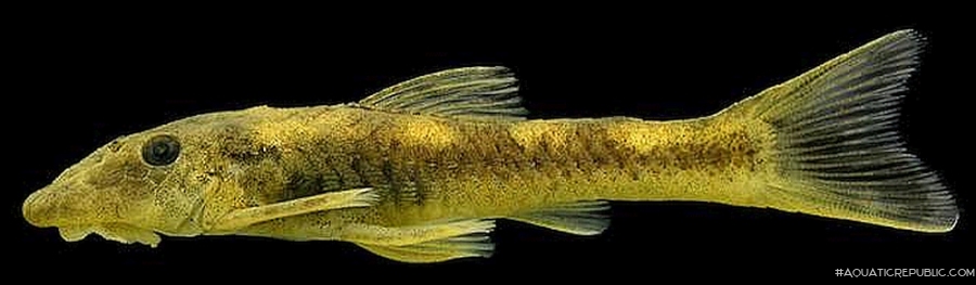 Parotocinclus jacumirim