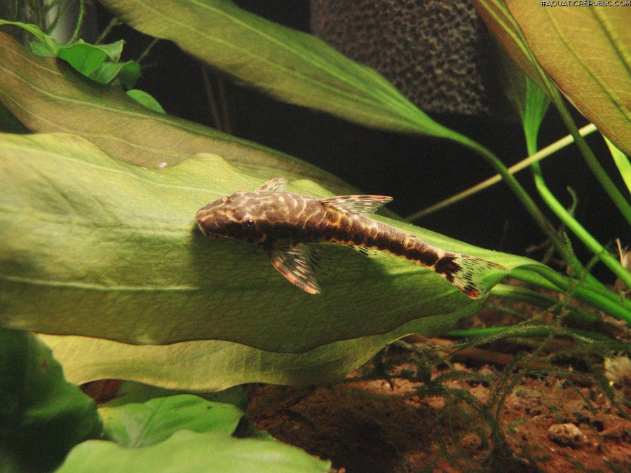 Parotocinclus maculicauda