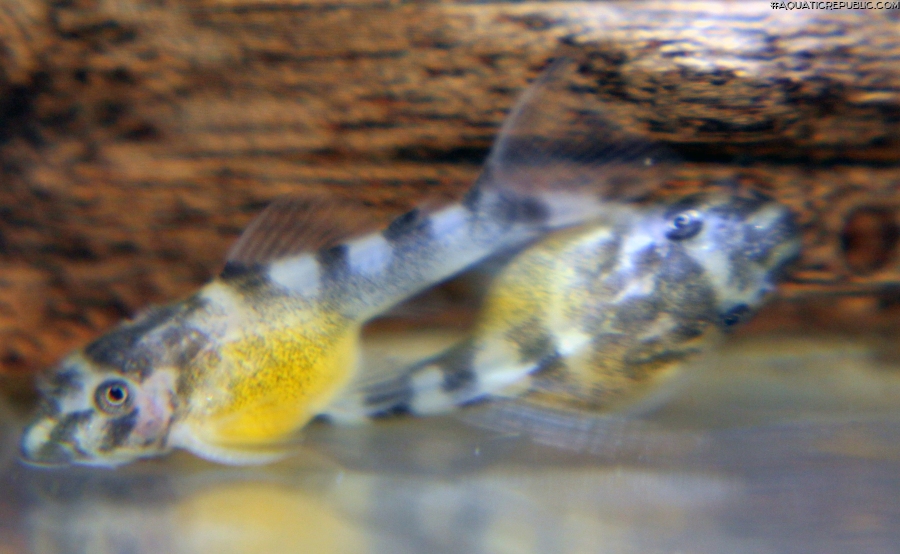 Peckoltia sp. (L038)