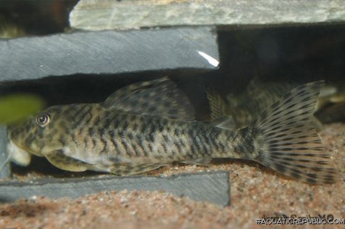 Peckoltia sp. (L055)