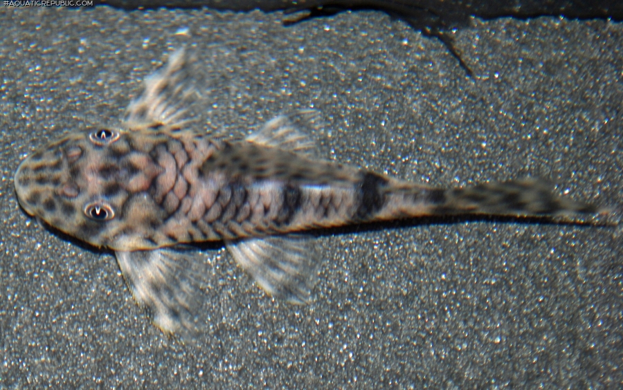 Peckoltia sp. (L055)