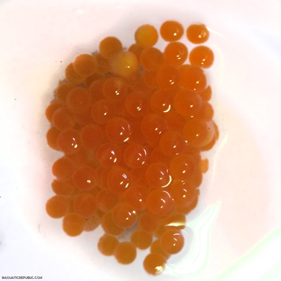 Peckoltia sp. (L076)