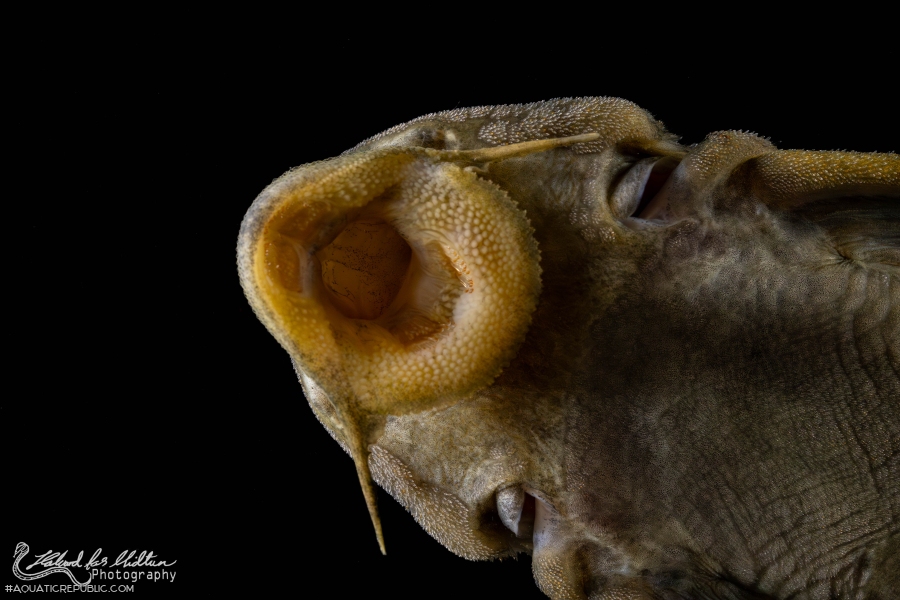 Peckoltia sp. (L076)