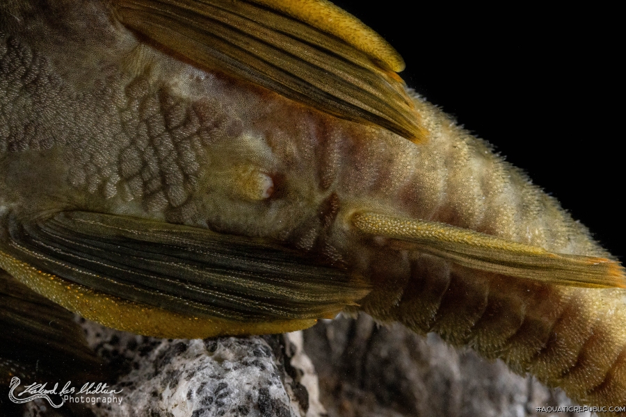 Peckoltia sp. (L076)