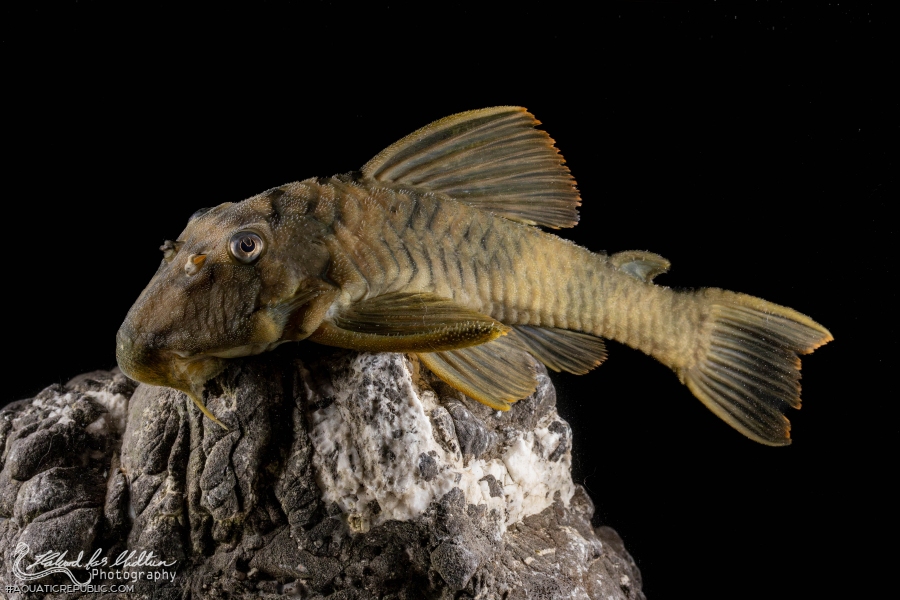 Peckoltia sp. (L076)