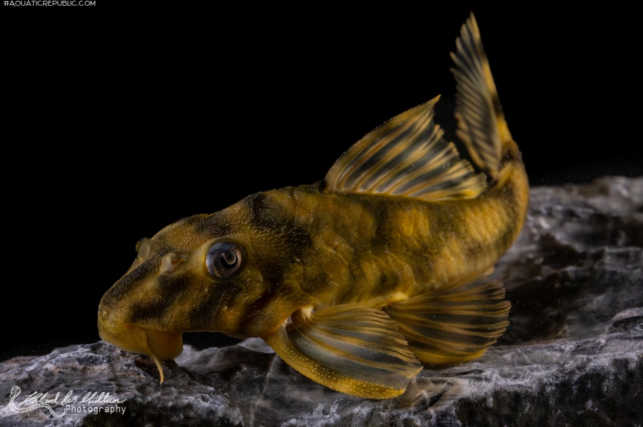 Peckoltia sp. (L209)