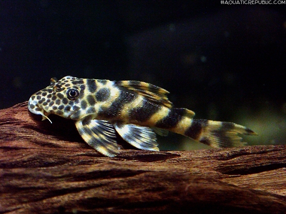 Peckoltia sp. (L387)