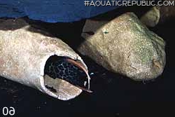 Pseudacanthicus cf. leopardus