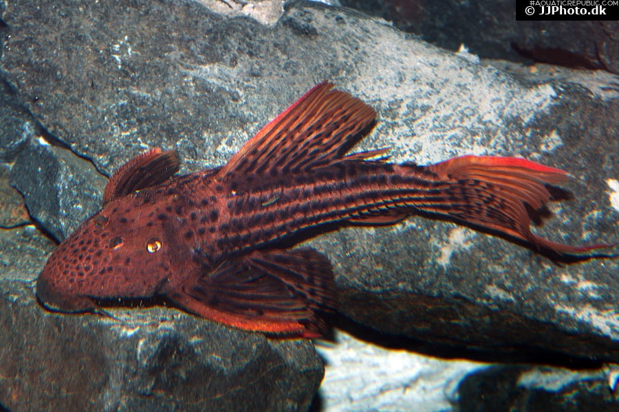 Pseudacanthicus pirarara
