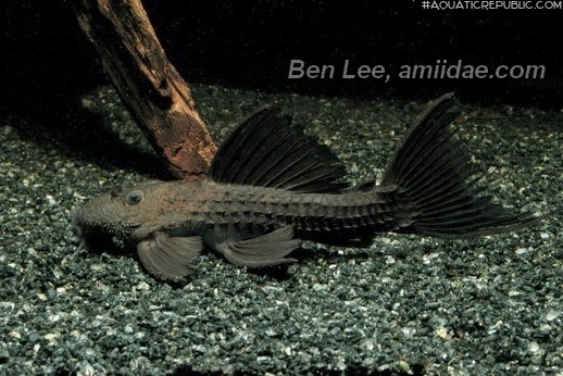 Pseudacanthicus sp. (L320)