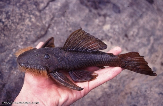 Pseudancistrus barbatus