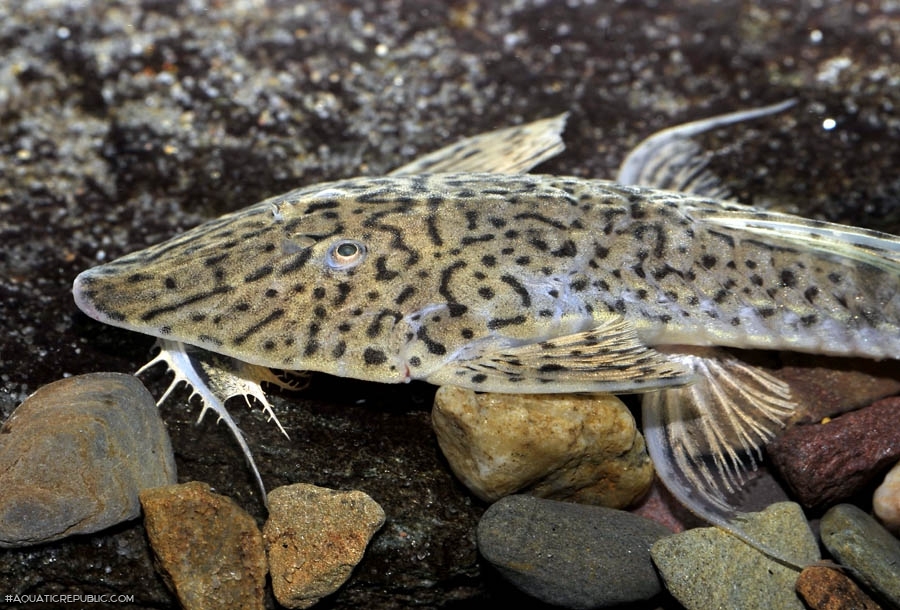 Pseudohemiodon almendarizi Pseudohemiodon almendarizi