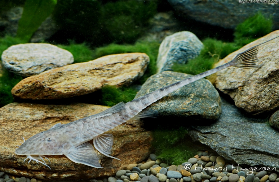 Pseudohemiodon almendarizi Pseudohemiodon almendarizi