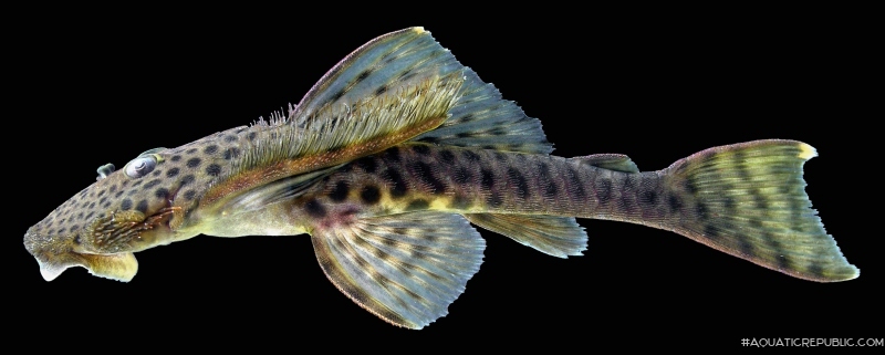 Pseudolithoxus dumus