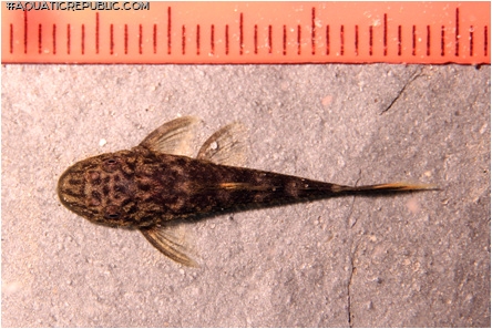 Pseudolithoxus dumus