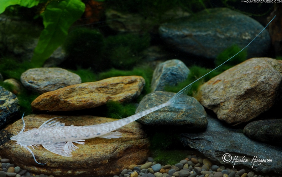 Rhadinoloricaria ommation