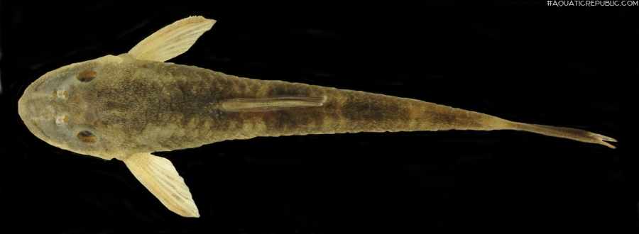 Rhinolekos capetinga