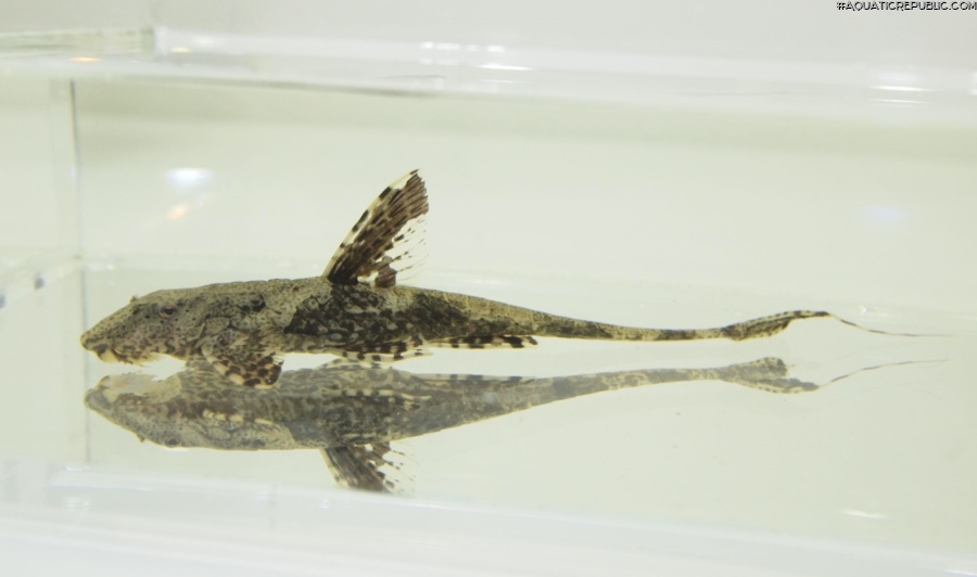 Rineloricaria heteroptera