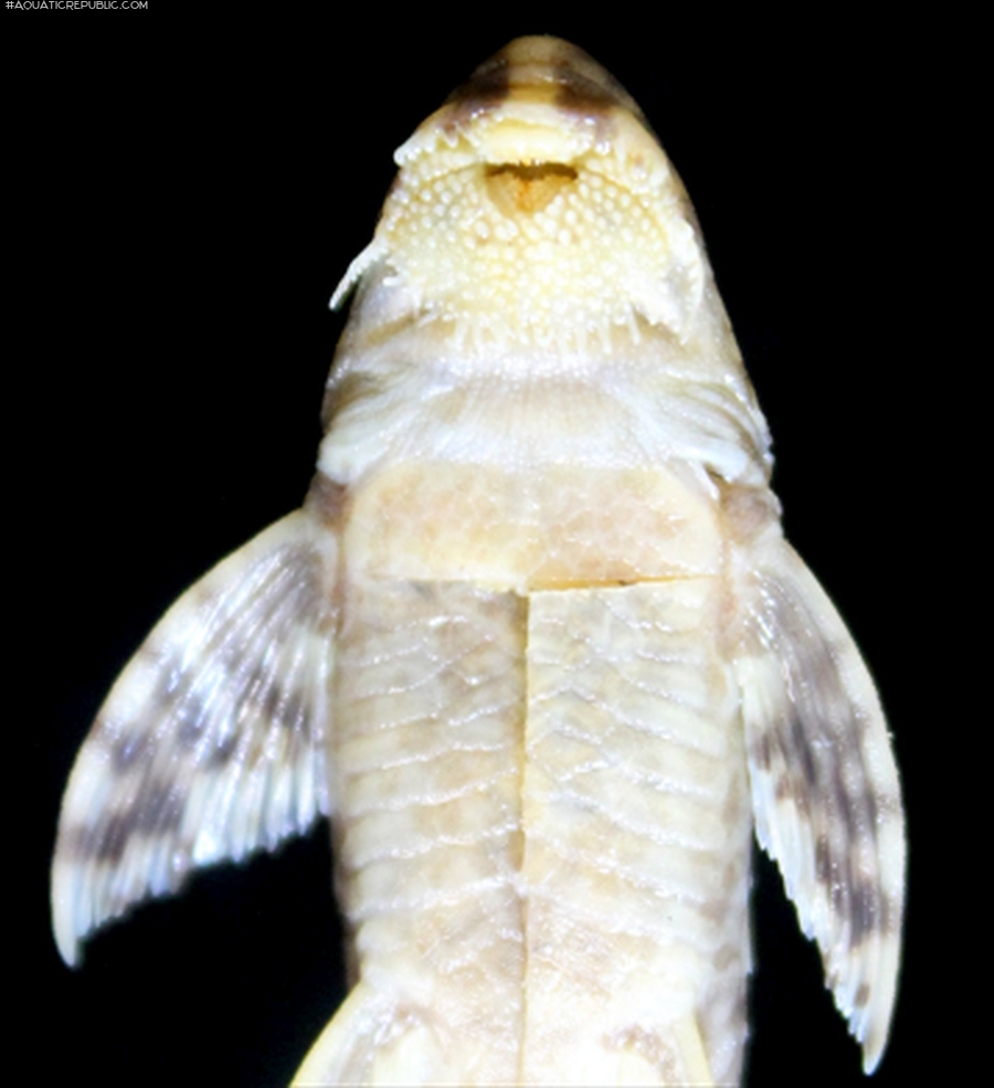 Rineloricaria heteroptera Rineloricaria heteroptera