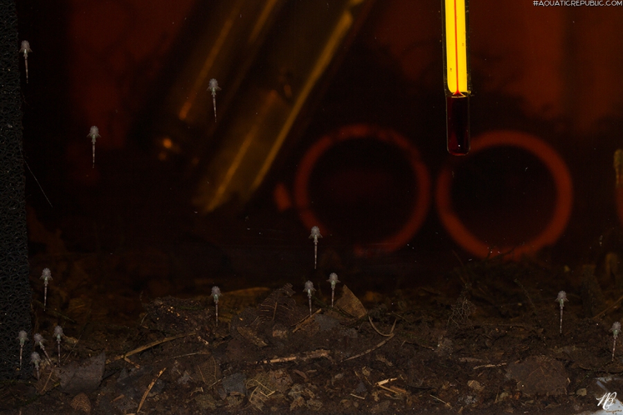 Rineloricaria melini