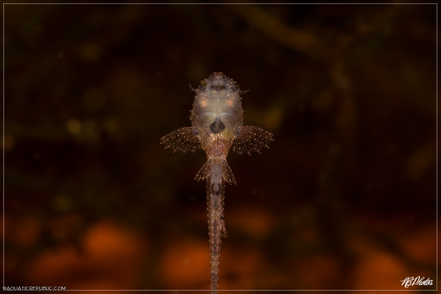 Rineloricaria melini