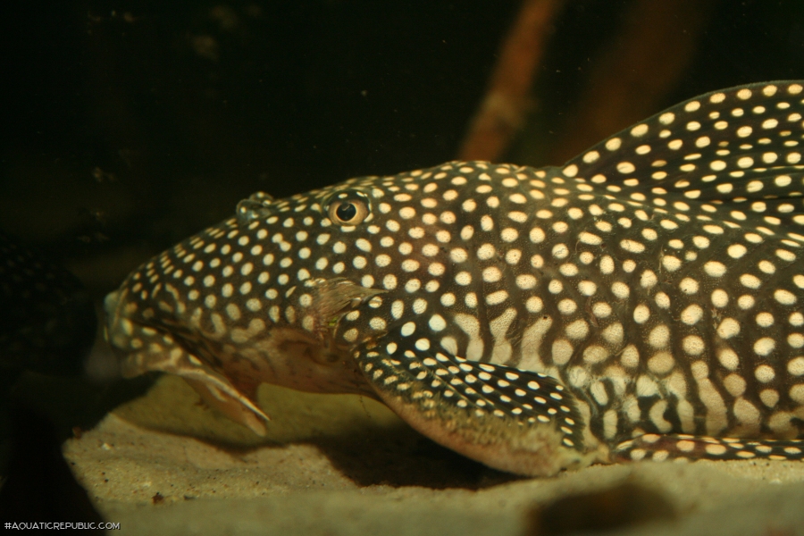 Scobinancistrus sp. (L253)