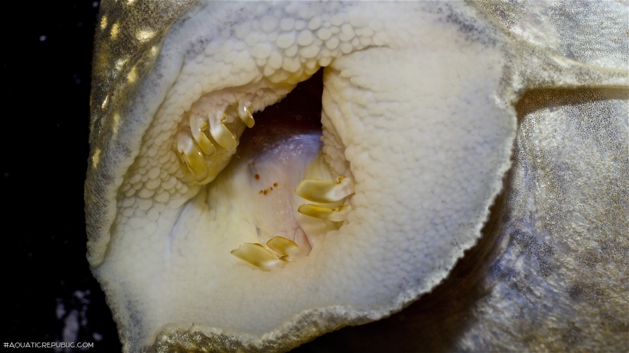 Scobinancistrus sp. (L368)