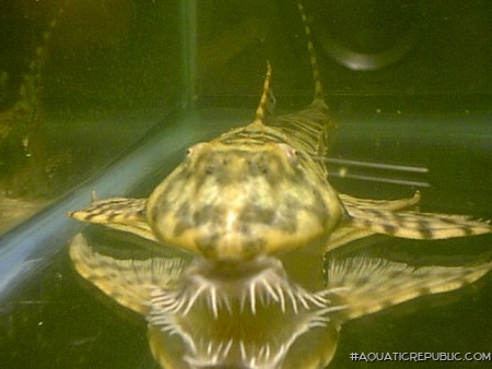 Spatuloricaria sp. (LDA115)