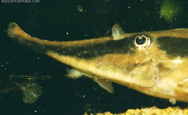 Sturisoma nigrirostrum