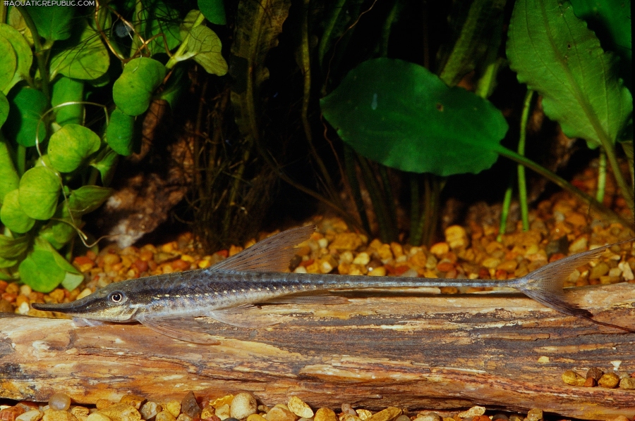 Sturisoma nigrirostrum