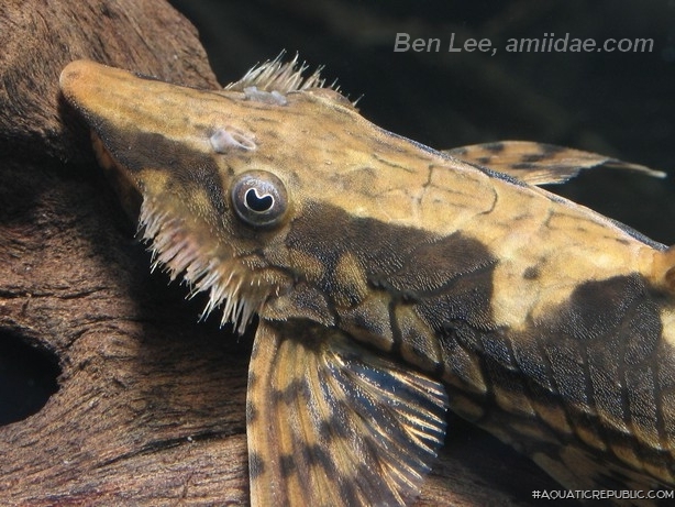 Sturisomatichthys reinae