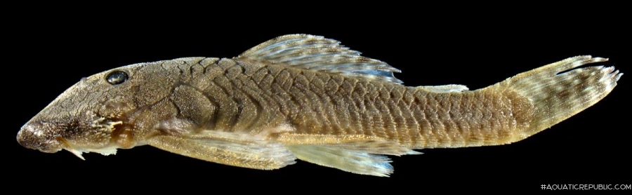 Transancistrus santarosensis
