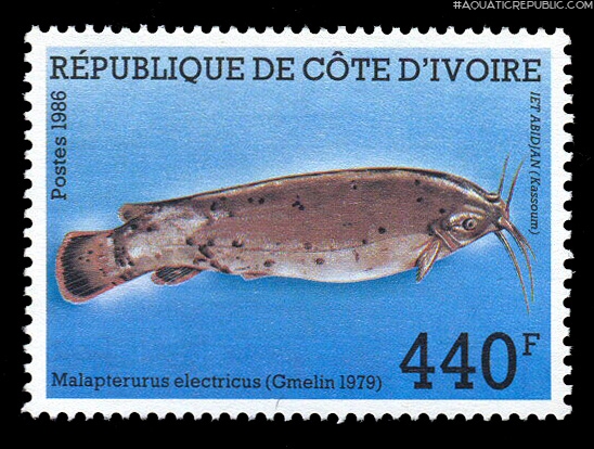 Malapterurus electricus