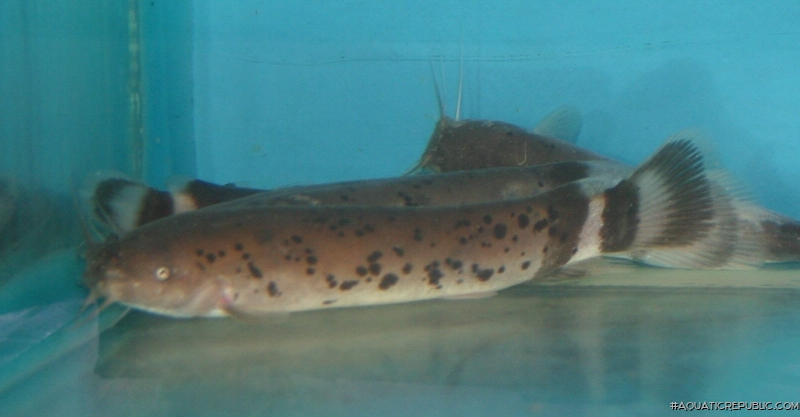 Malapterurus electricus