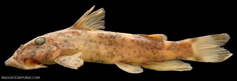 Atopochilus savorgnani