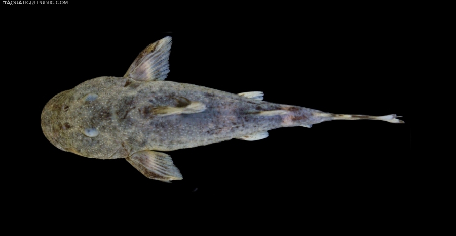 Chiloglanis kabaensis Chiloglanis kabaensis