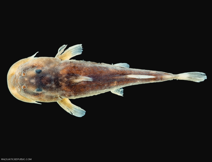 Chiloglanis mongoensis Chiloglanis mongoensis